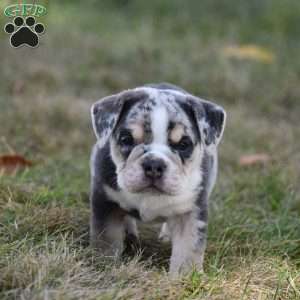 River, Beabull Puppy