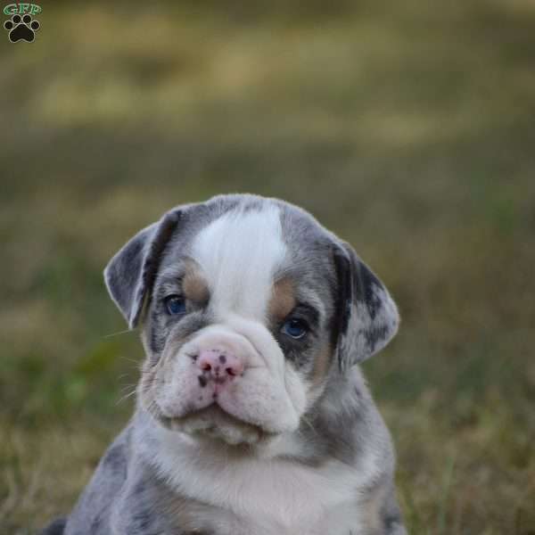 Benji, Beabull Puppy