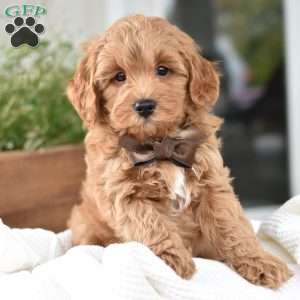 Dallas, Mini Goldendoodle Puppy