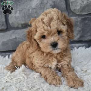 Sophie, Cavapoo Puppy