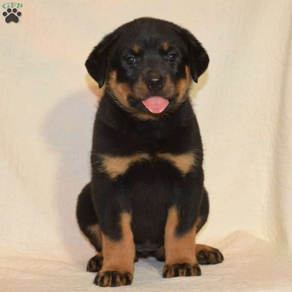 Willow, Rottweiler Puppy
