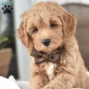 Dallas, Mini Goldendoodle Puppy