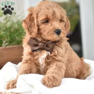 Dallas, Mini Goldendoodle Puppy