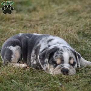 River, Beabull Puppy