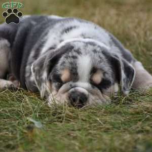 River, Beabull Puppy