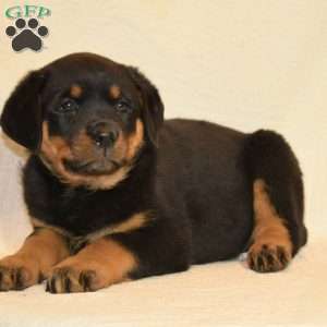 Rose, Rottweiler Puppy