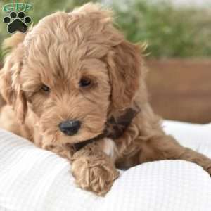 Dallas, Mini Goldendoodle Puppy