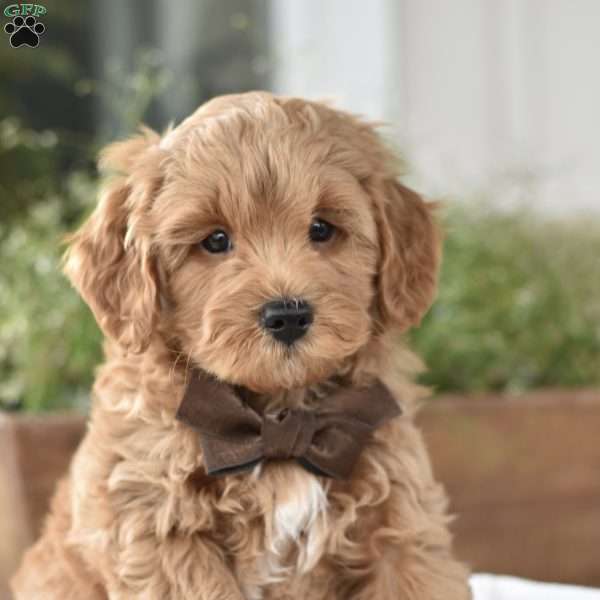 Dallas, Mini Goldendoodle Puppy