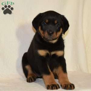 Rose, Rottweiler Puppy