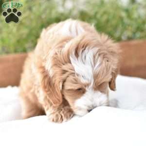 Damascus, Mini Goldendoodle Puppy