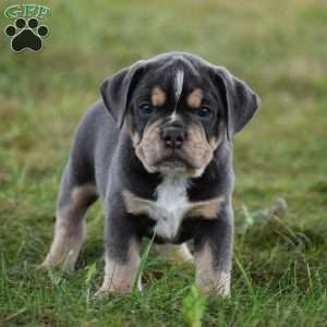 Peyton, Beabull Puppy