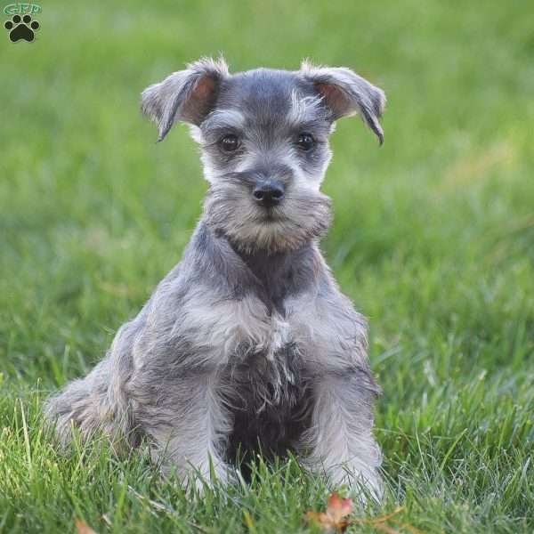 Paris, Miniature Schnauzer Puppy