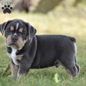 Peyton, Beabull Puppy