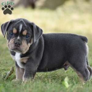 Peyton, Beabull Puppy