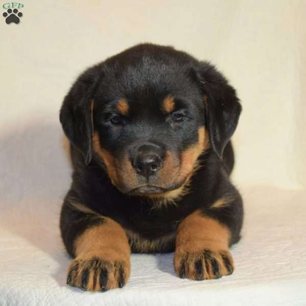 Rose, Rottweiler Puppy