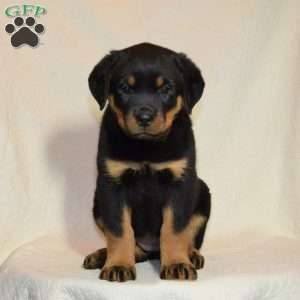 Rose, Rottweiler Puppy