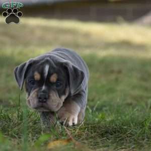 Peyton, Beabull Puppy