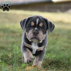 Peyton, Beabull Puppy