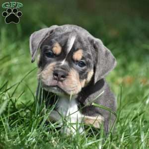 Peyton, Beabull Puppy