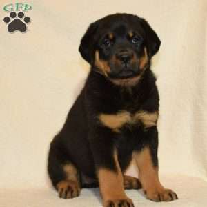Pam, Rottweiler Puppy