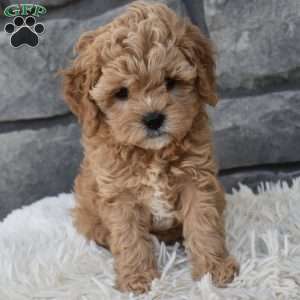 Sophie, Cavapoo Puppy
