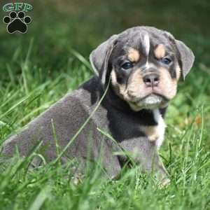 Peyton, Beabull Puppy