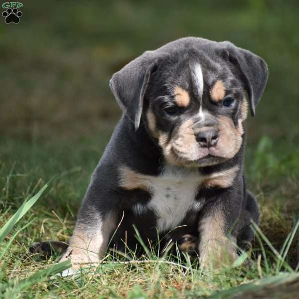 Peyton, Beabull Puppy