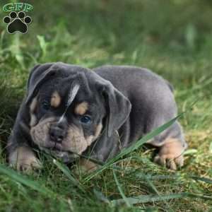 Peyton, Beabull Puppy