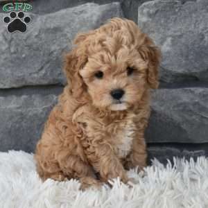 Sophie, Cavapoo Puppy
