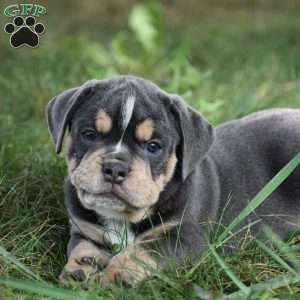 Peyton, Beabull Puppy