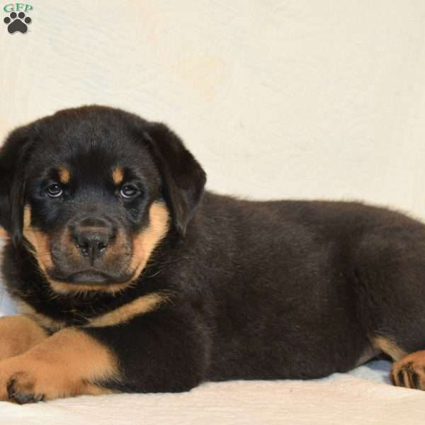 Pam, Rottweiler Puppy
