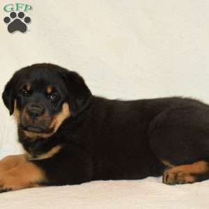 Pam, Rottweiler Puppy