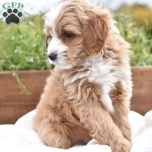 Damascus, Mini Goldendoodle Puppy