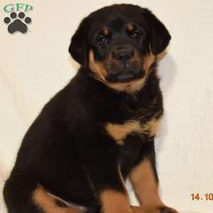 Pam, Rottweiler Puppy