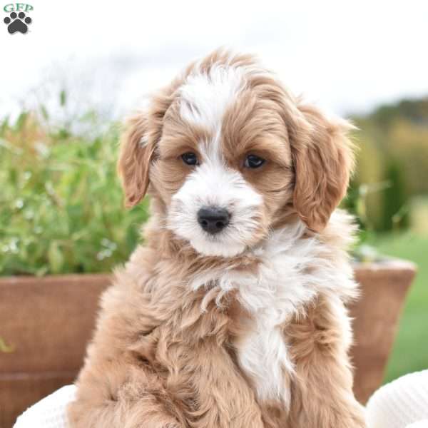 Damascus, Mini Goldendoodle Puppy