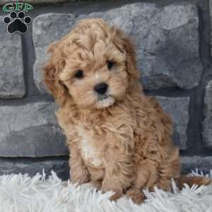 Sophie, Cavapoo Puppy