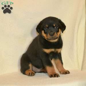 Ben, Rottweiler Puppy