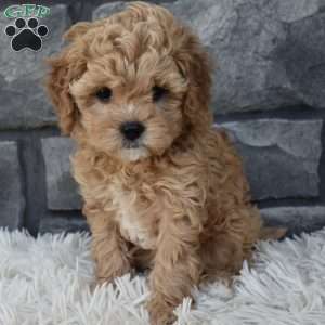 Sophie, Cavapoo Puppy