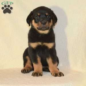 Ben, Rottweiler Puppy