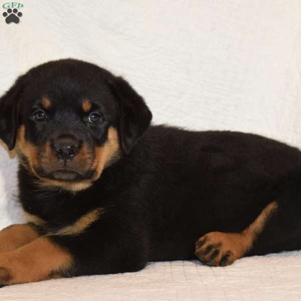 Ben, Rottweiler Puppy