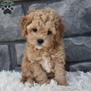 Sophie, Cavapoo Puppy