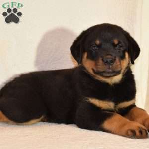 Ben, Rottweiler Puppy
