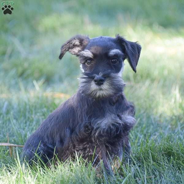 Paige, Miniature Schnauzer Puppy