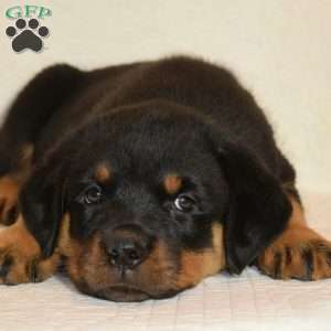 Ben, Rottweiler Puppy