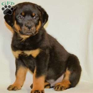 Bruno, Rottweiler Puppy