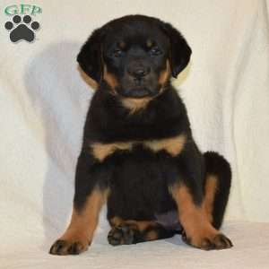 Bruno, Rottweiler Puppy