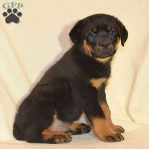Bruno, Rottweiler Puppy