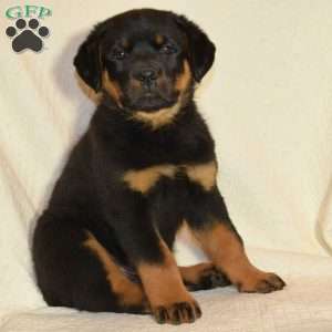 Bruno, Rottweiler Puppy