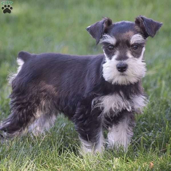 Peyton, Miniature Schnauzer Puppy