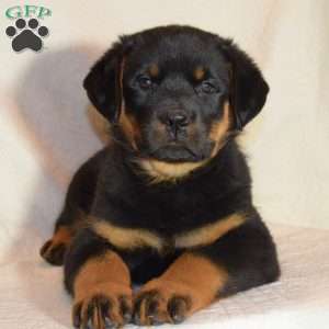 Bruno, Rottweiler Puppy